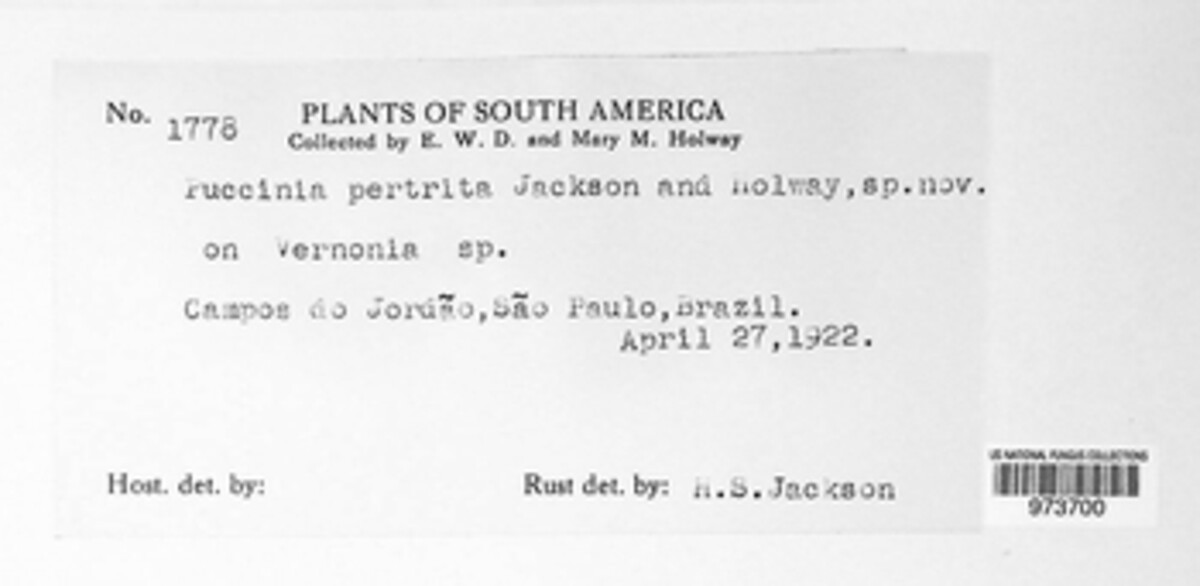 Puccinia pertrita image